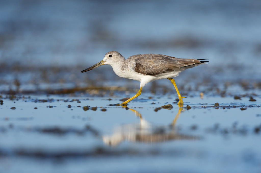 A Nordmann's Greenshank, a migratory wader that breeds in Siberia, walks left on an intertidal mudflat in Cairns, Australia. Its image is reflected in the shallow water pooling over the mudflats. The bird has a long, slightly upturned bill and a hunched posture, and is foraging for crabs on its long legs. Its feathers are pale below and detailed on the back.